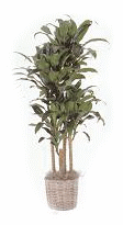 Green Plant